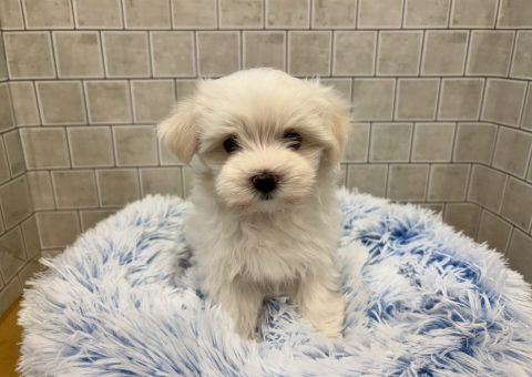 真っ白ちゃん(*´˘`*)♡