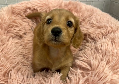 ダックスちゃん仲間入り⟡.·*.