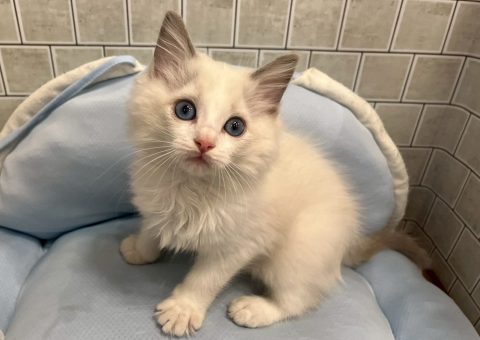 イケメンラグちゃん仲間入り(*´˘`*)♡