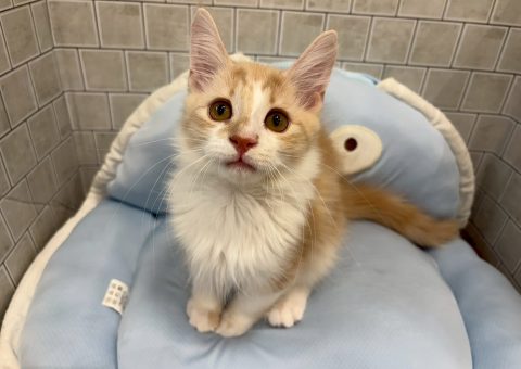 新入生は美形なノルくん⭐︎