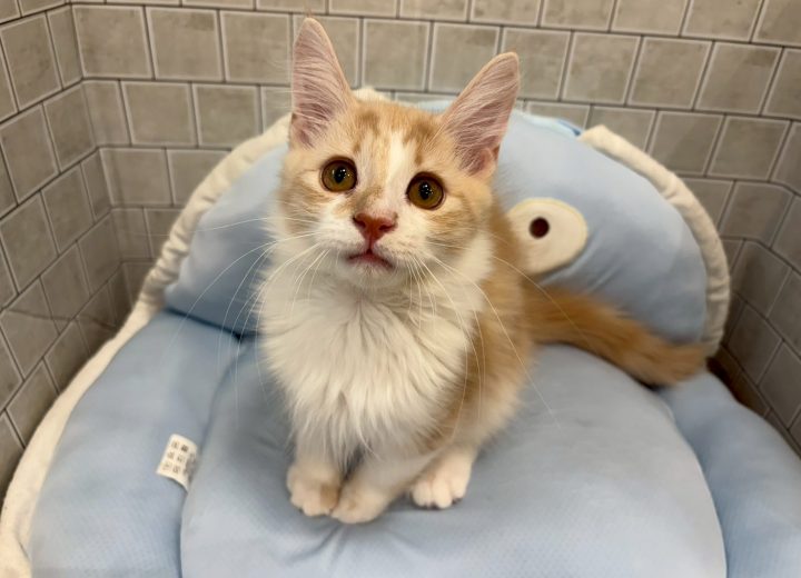 ノルウェージャンフォレストキャット