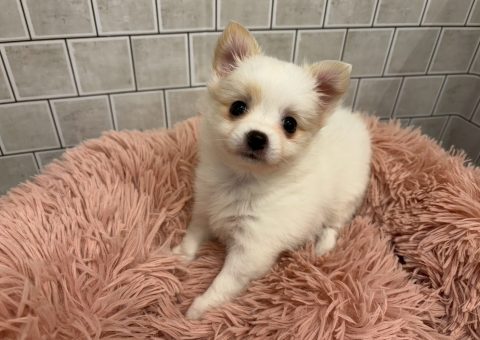 大人気MIXちゃん(*´˘`*)♡