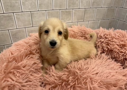 ダックスちゃん⭐︎仲間入り