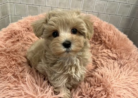 みんなのアイドルちゃん仲間入り⟡.·*.