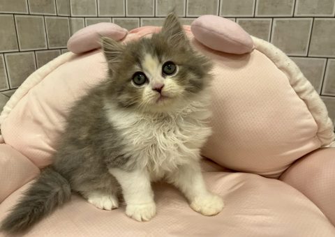 人気のサイベリアンちゃん♫