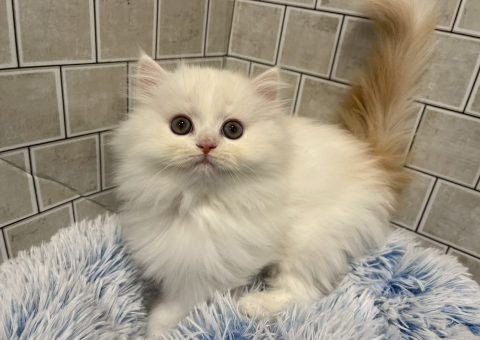 ふわもふ♡ミヌエットくん⟡.·*.