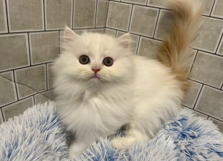 ミヌエット(長足)