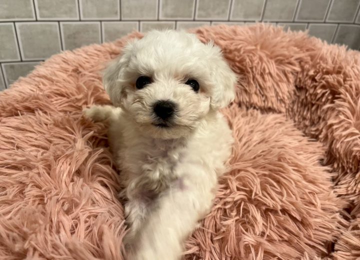 ビションフリーゼ