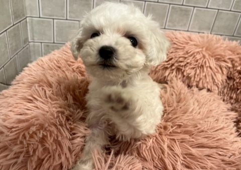 ふわふわわたあめちゃん(*´˘`*)♡