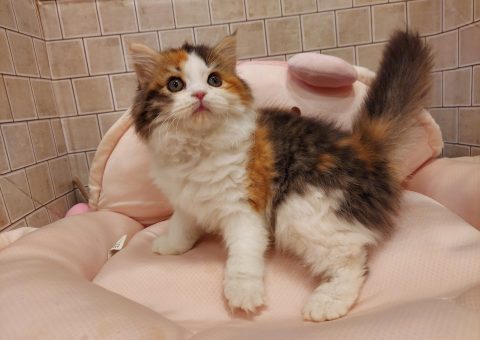 三毛はミケでも色んな三毛がいて面白い