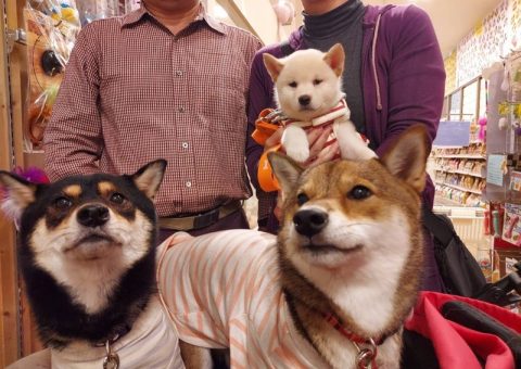 おめでとわんにゃん♡.*･ﾟ