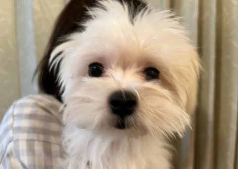 むぎちゃん♡おめでとう(*´˘`*)♡