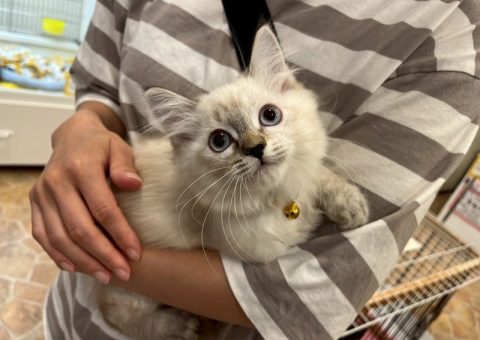 サイベリアンちゃんおめでとう♡.*･ﾟ