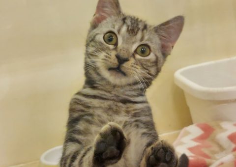 (=^・・^=)こねこねこねここねこねこ(=^・・^=)