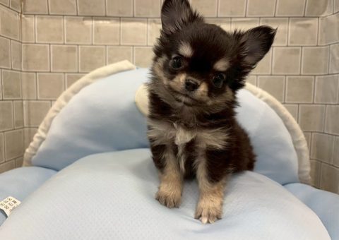 チワワワワーン♡♡