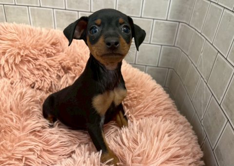 お久しぶりのミニピンちゃん⟡.·*.