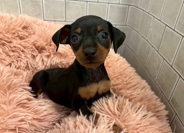 ミニチュアピンシャー