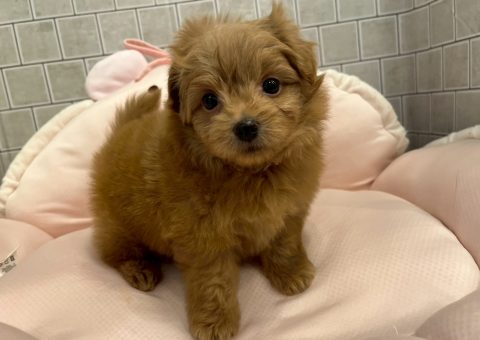 ポメプーちゃん⭐︎仲間入り⭐︎