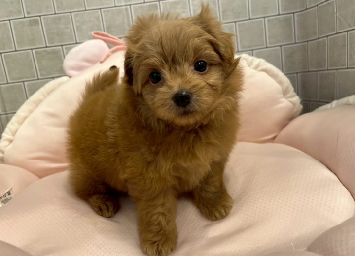 MIX(ポメラニアン×トイプードル)