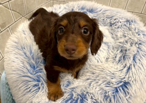 ダッちゃん仲間入り⟡.·*.