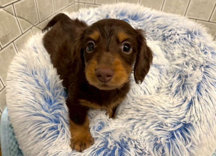 ミニチュアダックスフンド