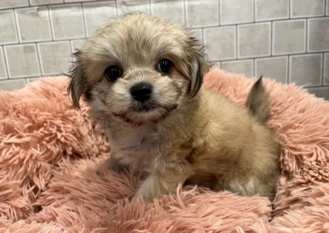 激かわチワマルちゃん⟡.·*.