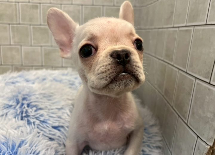 フレンチブルドッグ