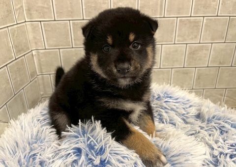 黒柴ちゃん仲間入り(*´˘`*)♡