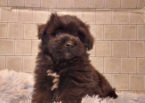 真っ黒ちゃんのご紹介です(*´˘`*)♡