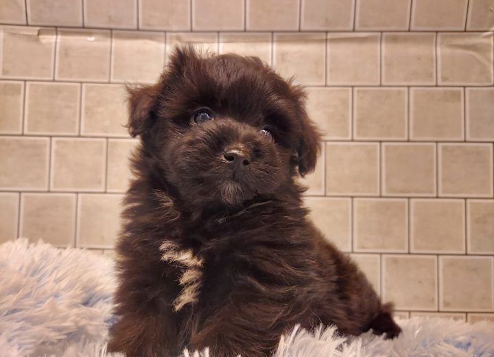 MIX(ポメラニアン×トイプードル)