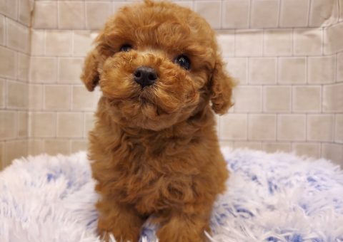 2匹のトイプーくんが仲間入り！！