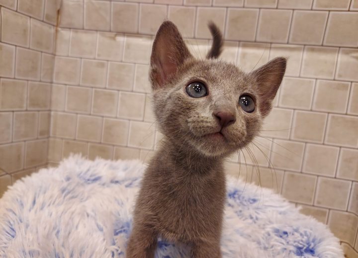 ロシアンブルー