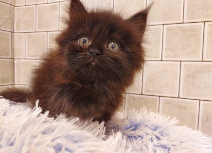 スコティッシュフォールド(立耳)(長毛)