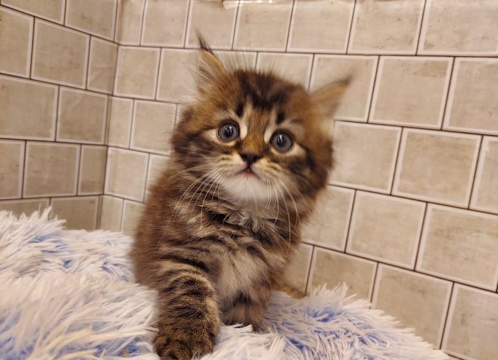 スコティッシュフォールド(立耳)(長毛)