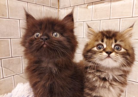 スコスコ兄弟(*´˘`*)♡