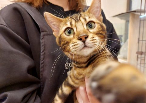 °˖✧congratulation✧˖°