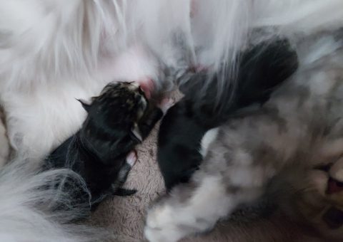 ☆ラガマフィン唯音の子育て日記☆①