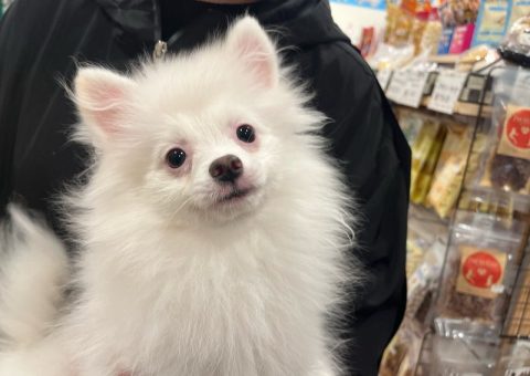 ラテちゃん♡おめでとう(*´˘`*)♡