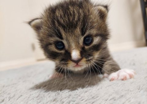 ☆ラガマフィン唯音の子育て日記☆②