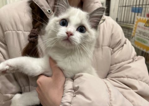 ラグちゃんおめでとう(*´˘`*)♡