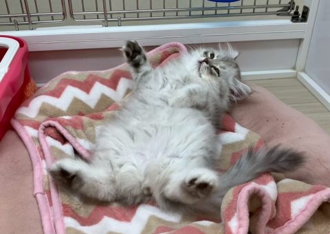 年長さんをご紹介にゃん⟡.·*.