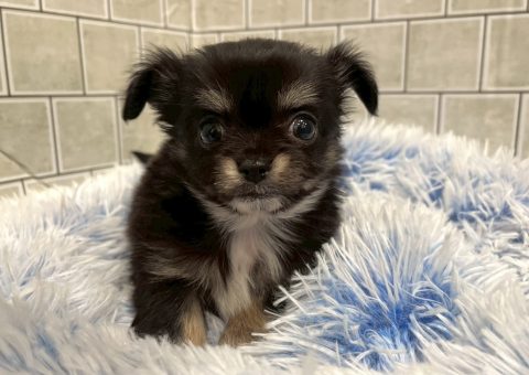 新入生のチワワくんです！！