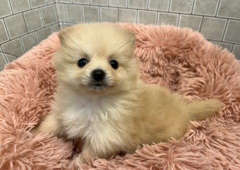 クリームポメちゃん仲間入り(*´˘`*)♡