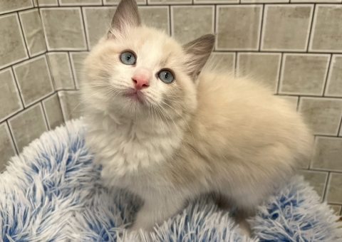 イケメンラグドールくん⟡.·*.