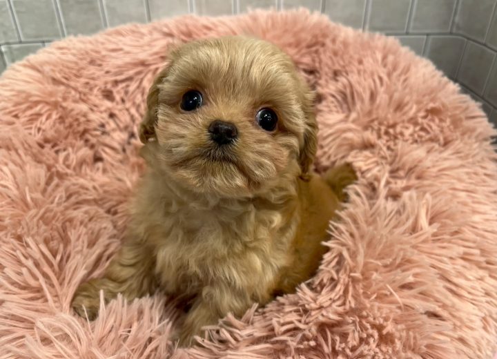 MIX(マルチーズ×トイプードル)