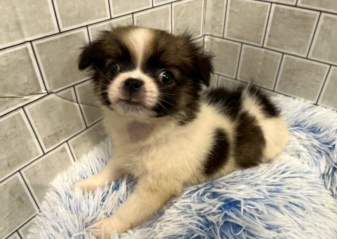 ちょっぴり変わったチワワちゃん(*´˘`*)♡