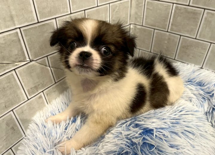 ロングコートチワワ