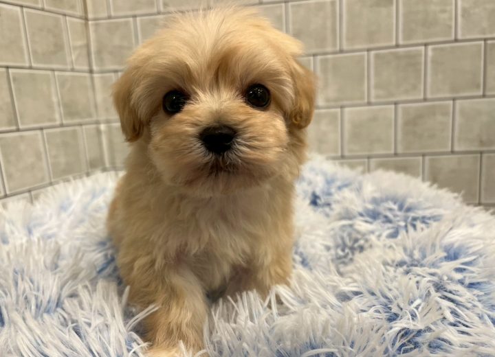 MIX(マルチーズ×トイプードル)