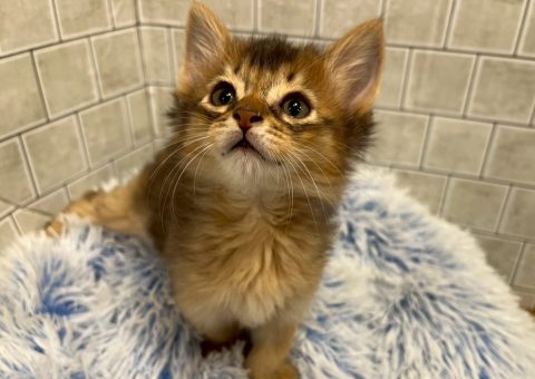 ほやほや新入生にゃん⟡.·*.