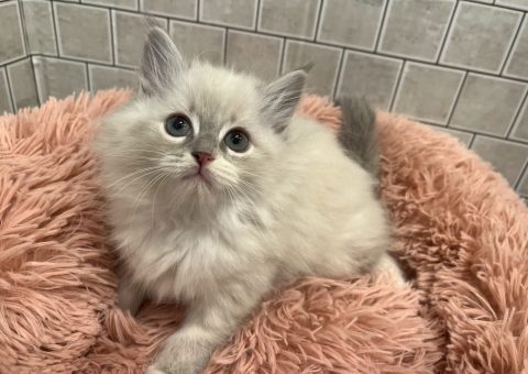 みんなの美少女ちゃん⟡.·*.